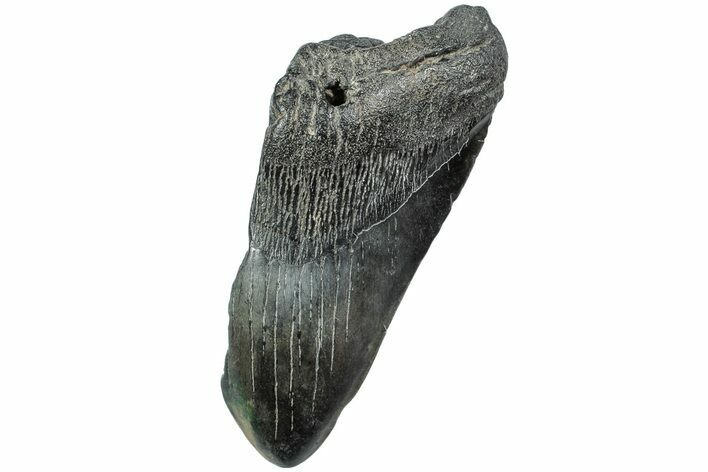 Partial Megalodon Tooth - South Carolina #226541